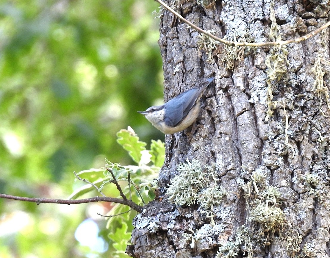 Eurasian Nuthatch - ML590454091