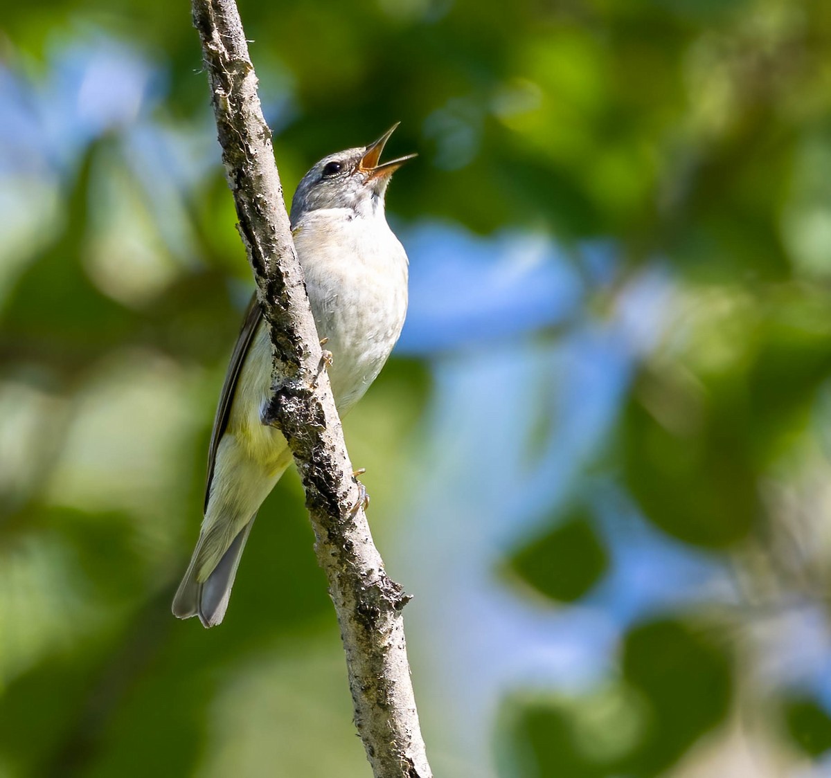 Tennessee Warbler - ML590454121