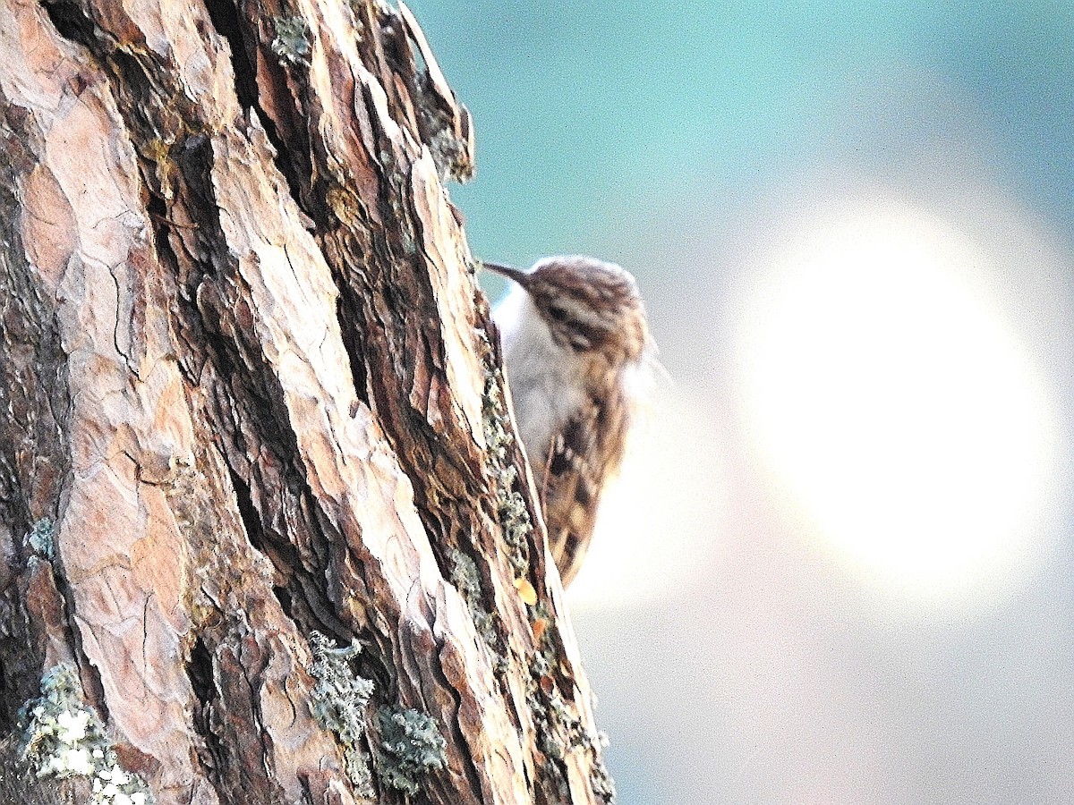 Short-toed Treecreeper - ML590454191