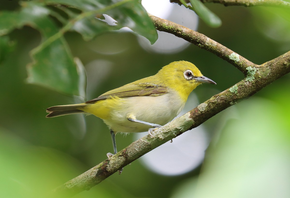 Ashy-bellied White-eye - ML590454511