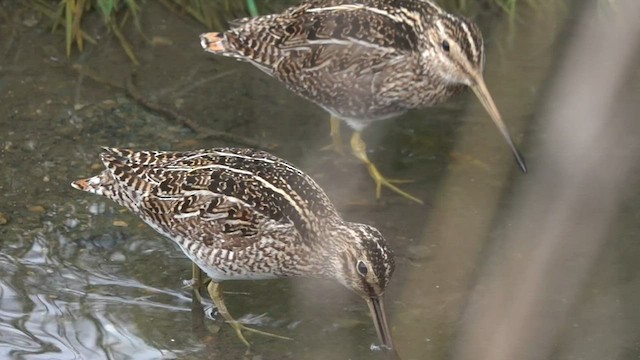 Magellanic Snipe - ML590454541