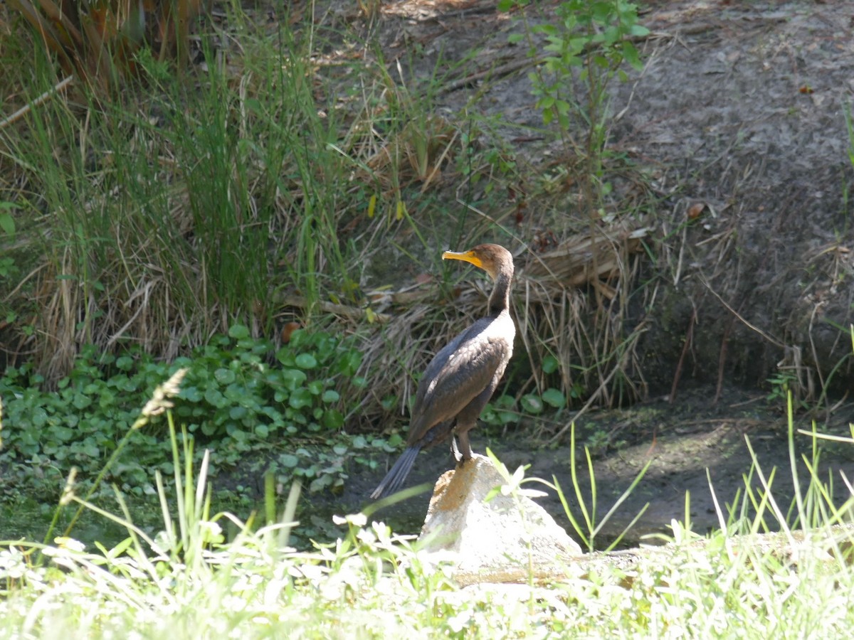 Double-crested Cormorant - Jake Streets