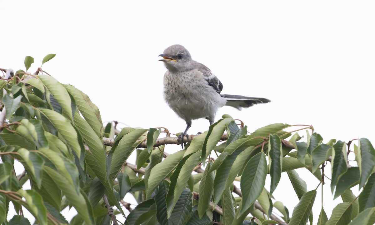 Northern Mockingbird - Heather Wolf