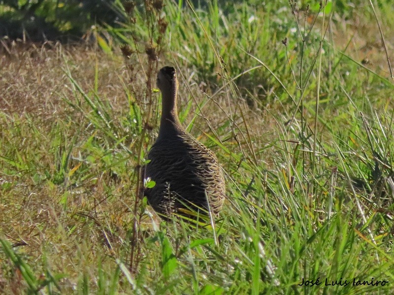 Red-winged Tinamou - ML590455531