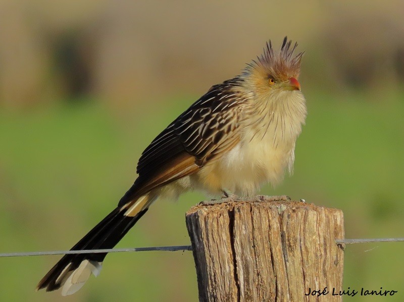 Guira Cuckoo - ML590455651