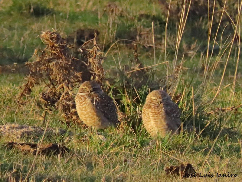 Burrowing Owl - ML590455961