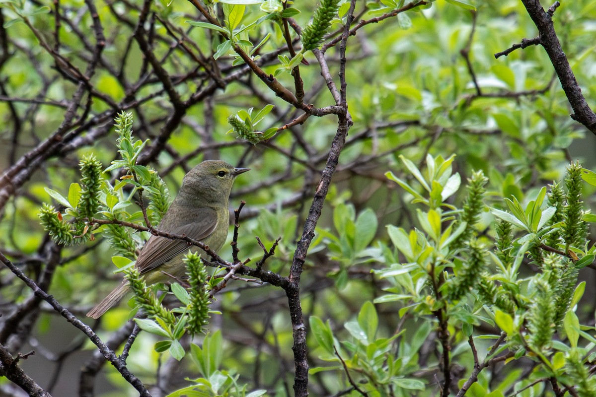 Orange-crowned Warbler - ML590457091