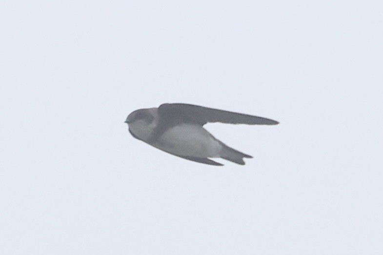 ショウドウツバメ - ML590457431