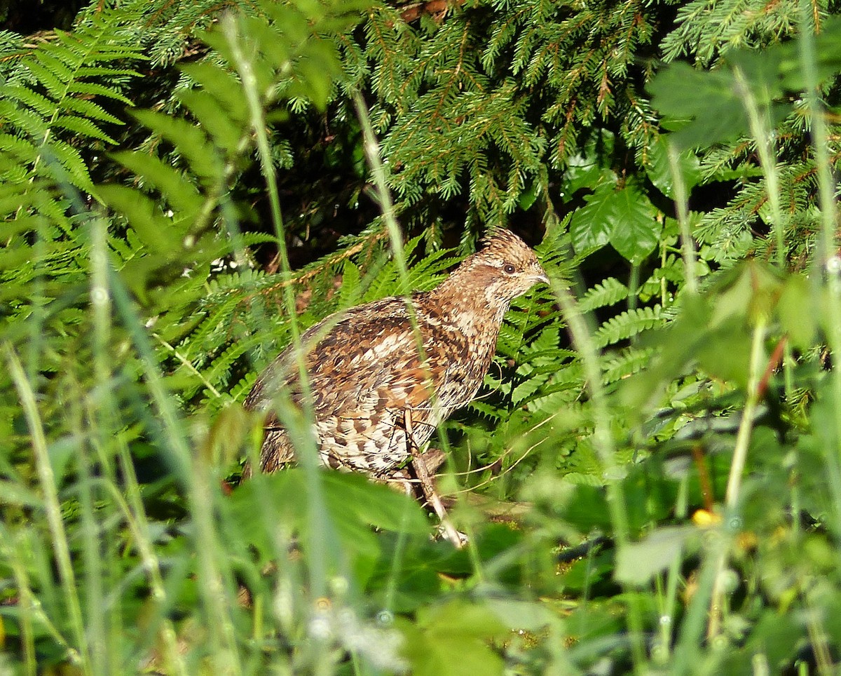 Hazel Grouse - Alexandre Godard