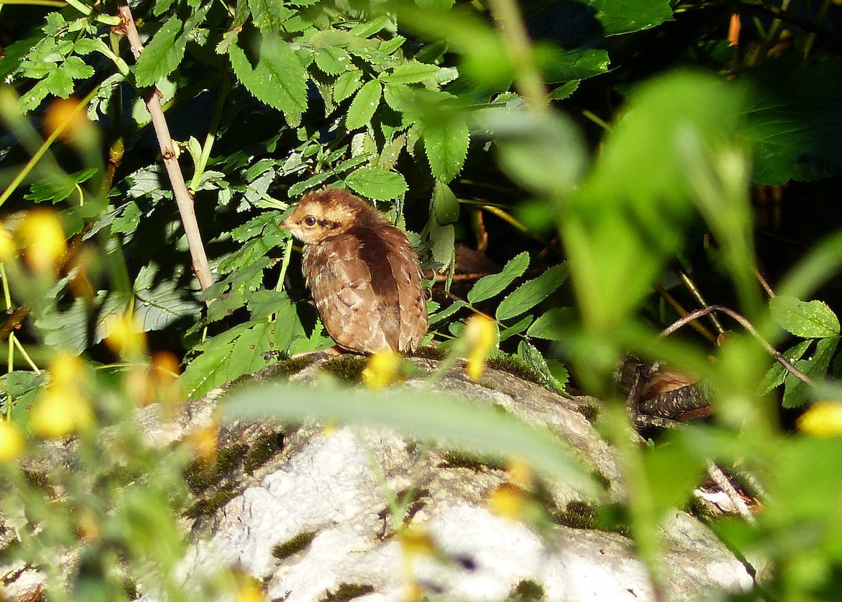 Hazel Grouse - Alexandre Godard