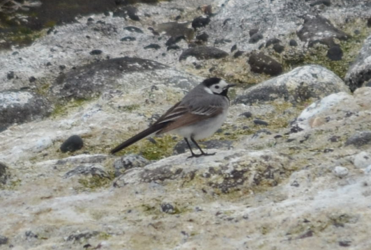 White Wagtail - ML590459541