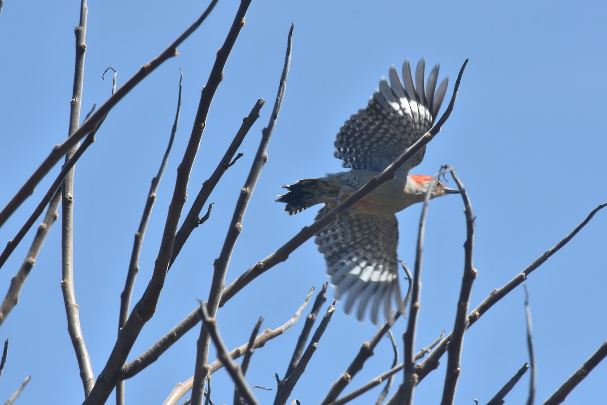 Red-bellied Woodpecker - Henry Trombley