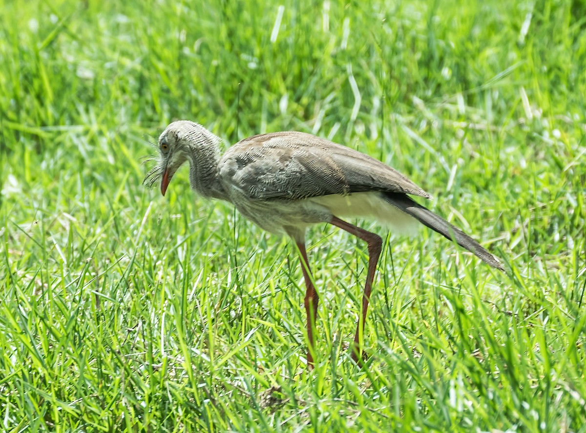 Red-legged Seriema - ML590459811