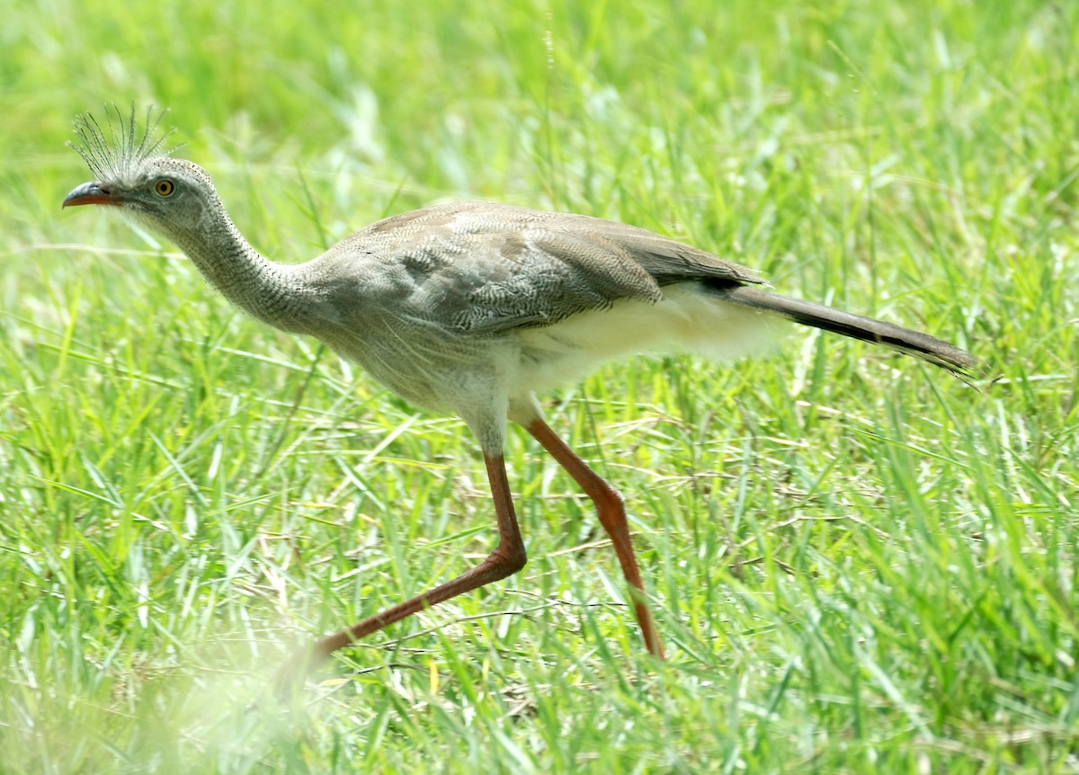 Red-legged Seriema - ML590459821