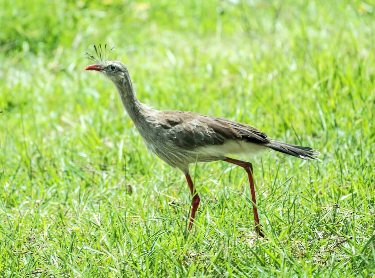 Red-legged Seriema - ML590459851