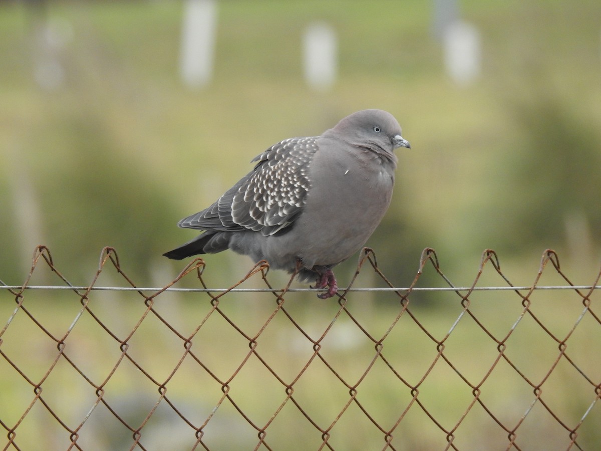 Spot-winged Pigeon - ML590461271