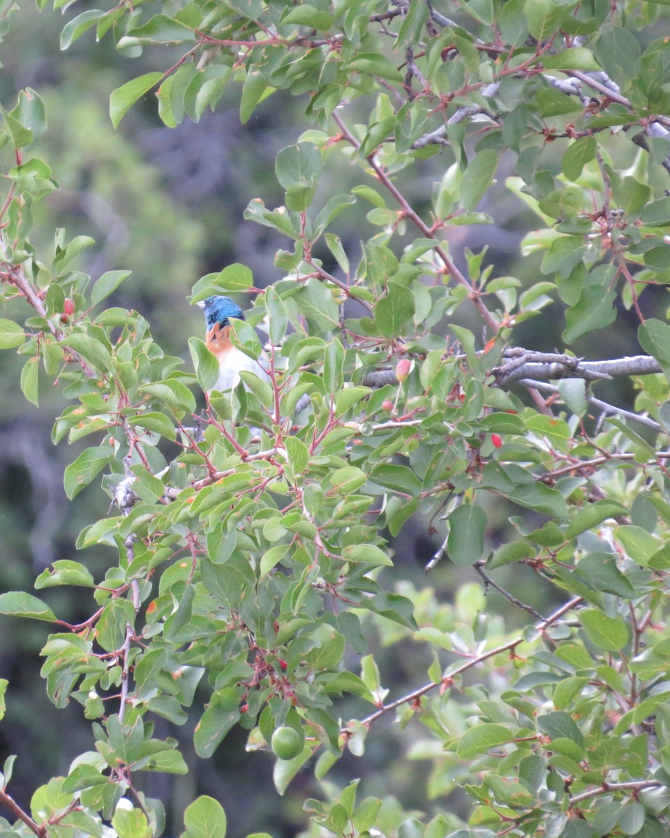 Lazuli Bunting - ML590461321