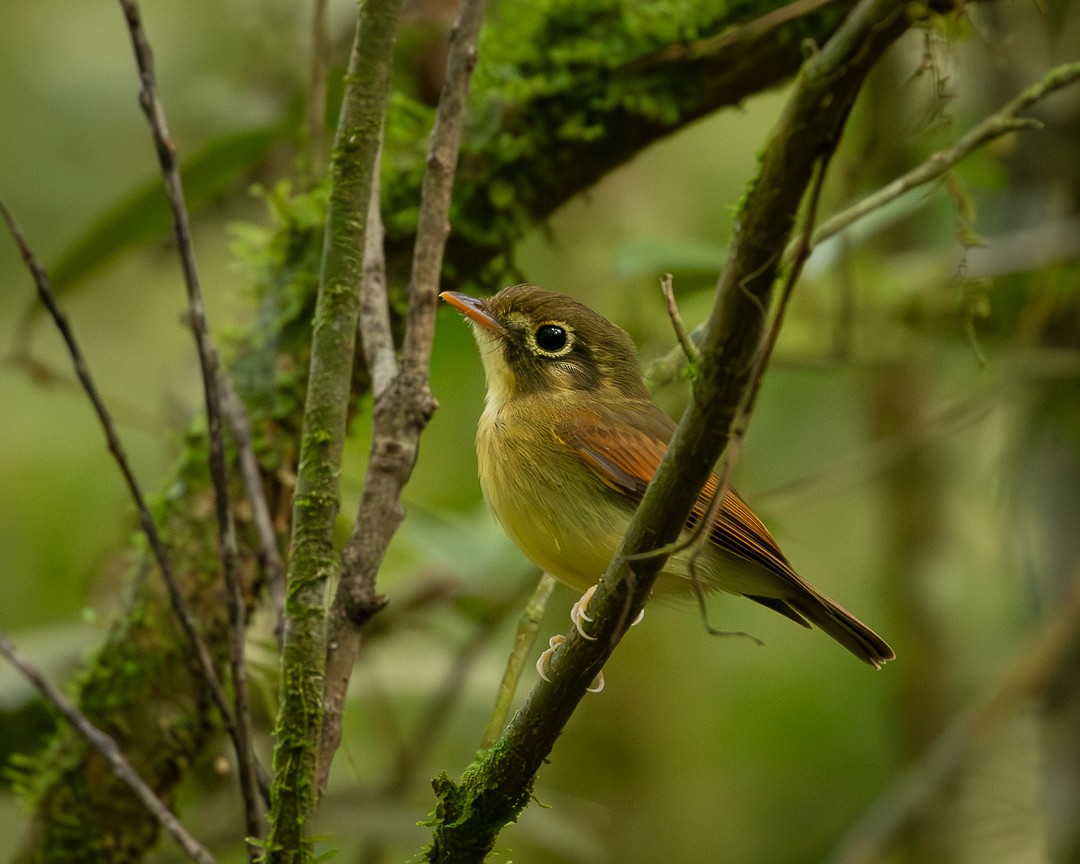 Russet-winged Spadebill - ML590461331