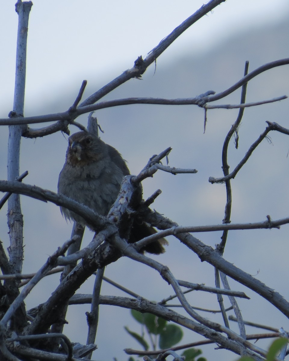 California Towhee - ML590461511
