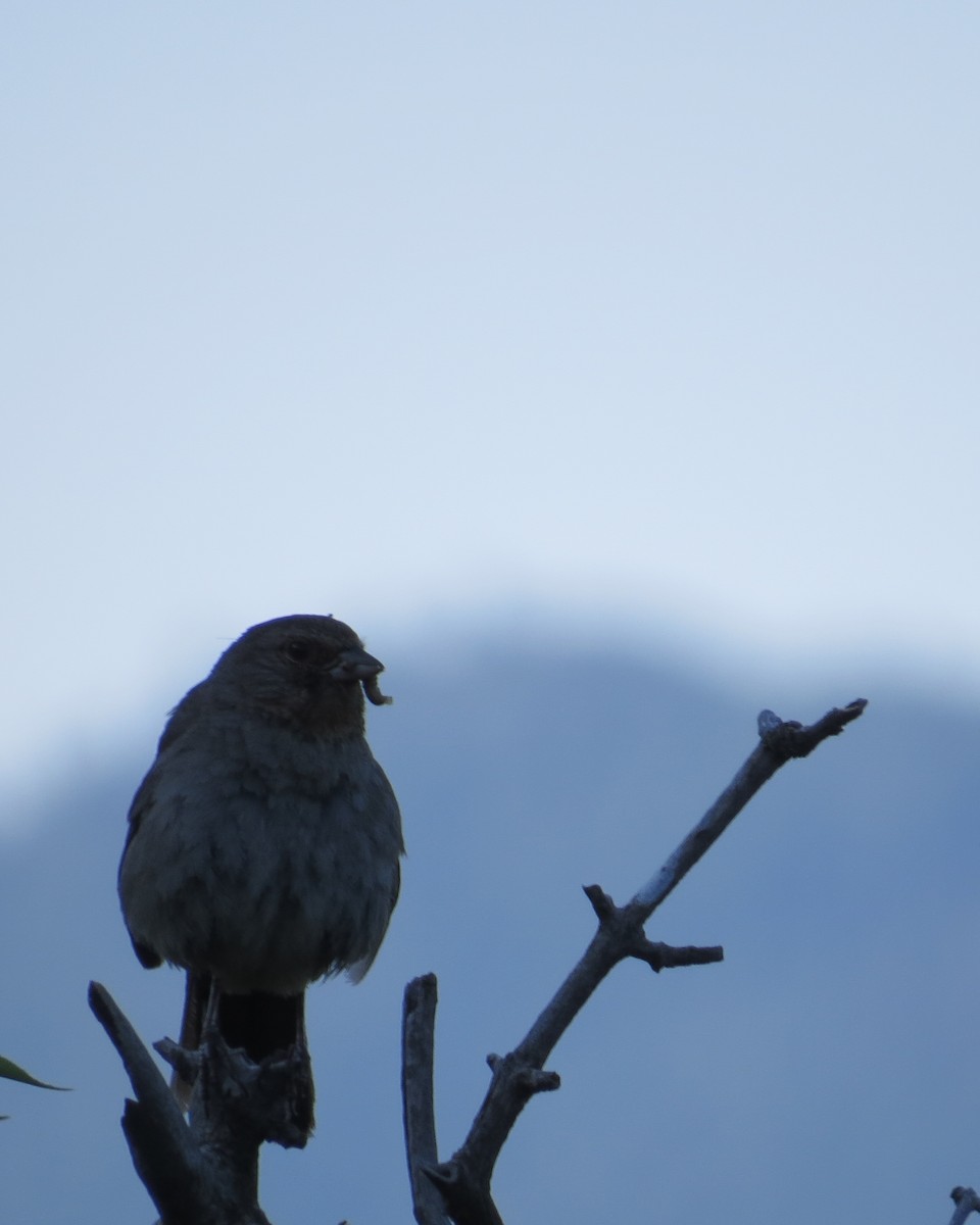 California Towhee - ML590461521