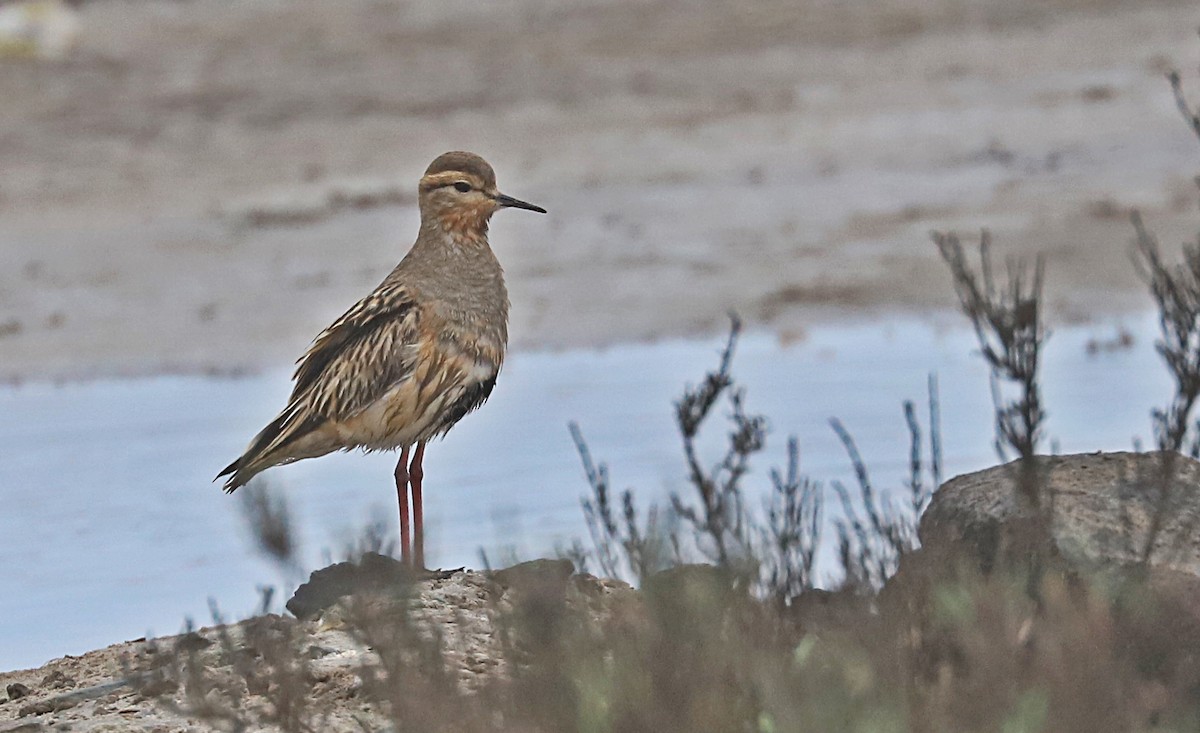 Tawny-throated Dotterel - ML590464341