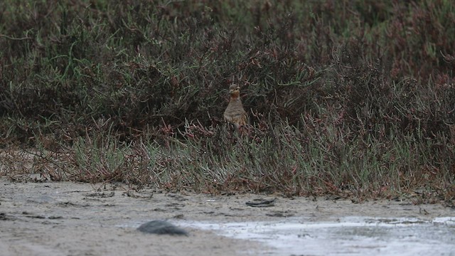 Tawny-throated Dotterel - ML590464541