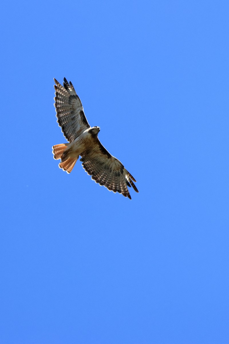 Red-tailed Hawk - Timothy Jackson