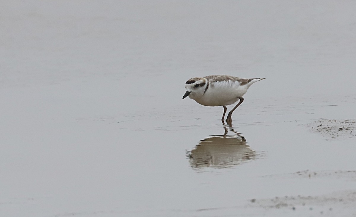 Snowy Plover - ML590466701