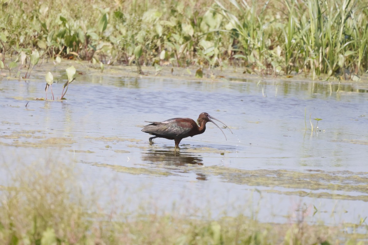 ibis hnědý - ML590466851