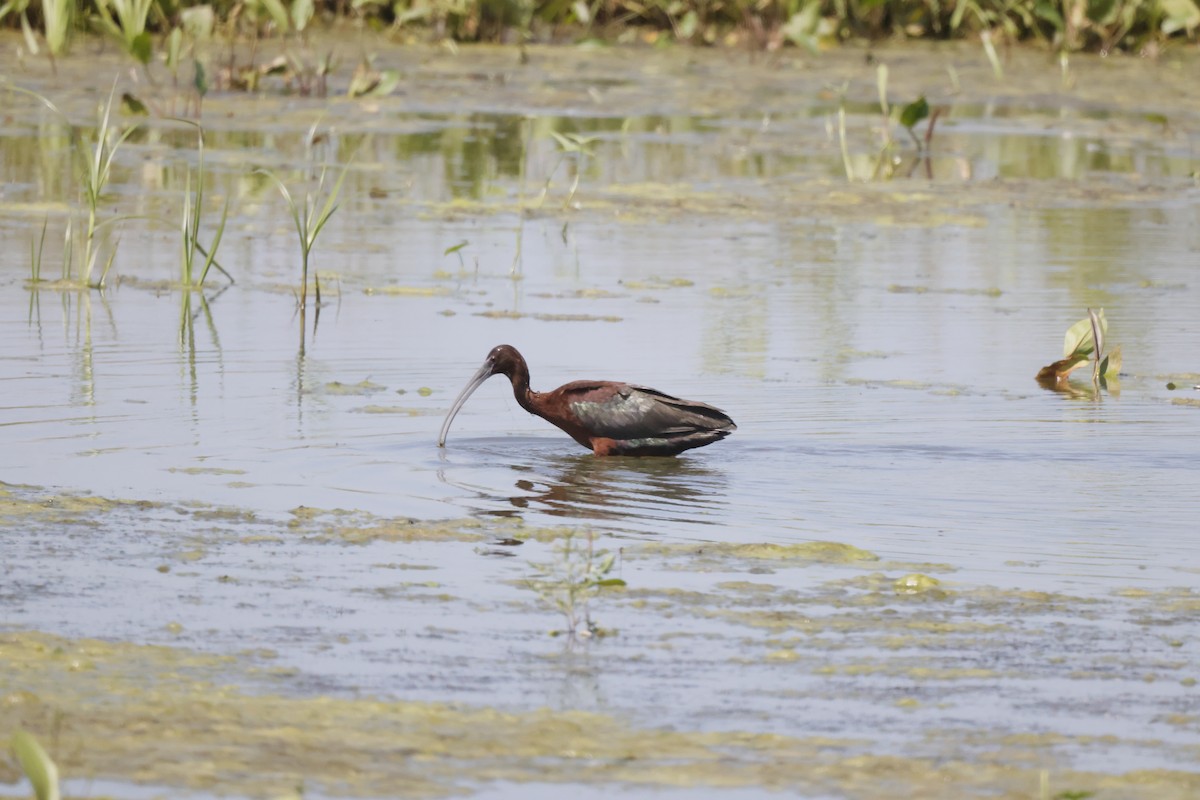 ibis hnědý - ML590466861