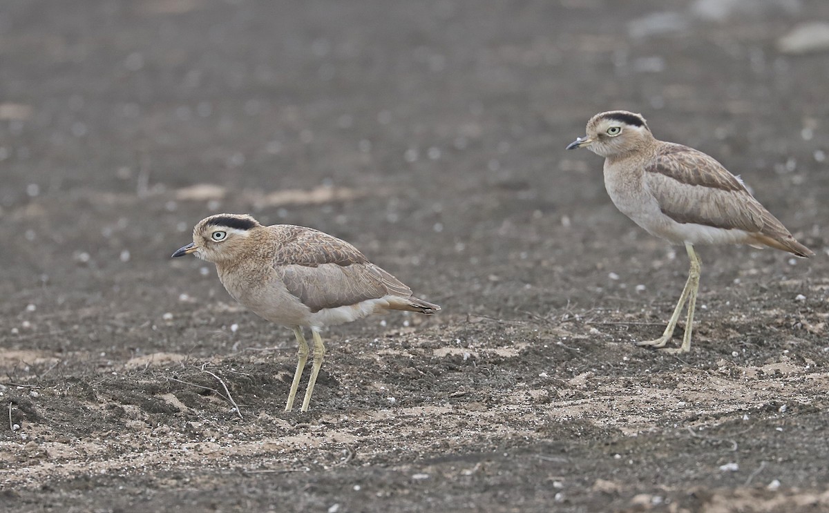 Peruvian Thick-knee - ML590467661