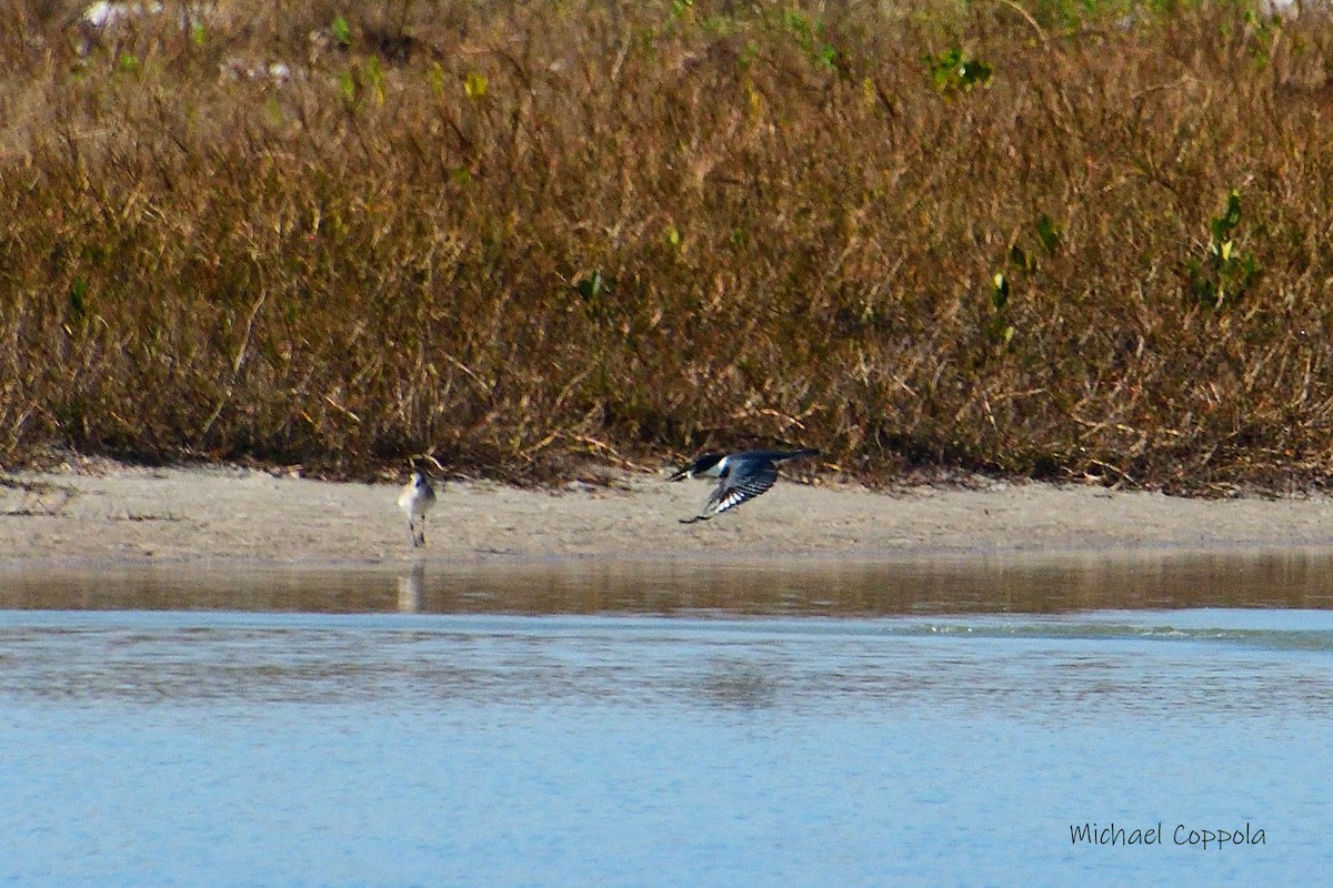 Belted Kingfisher - Michael Coppola
