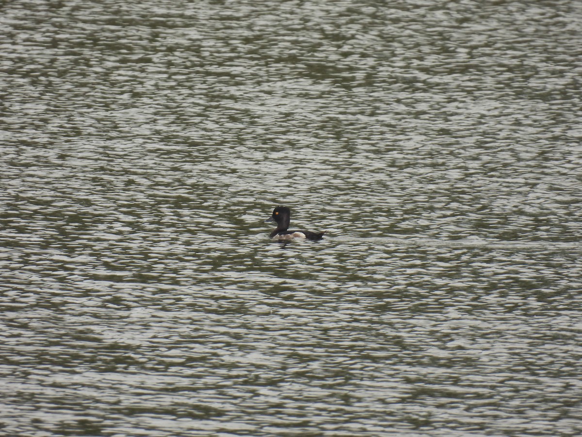 Ring-necked Duck - ML590469181