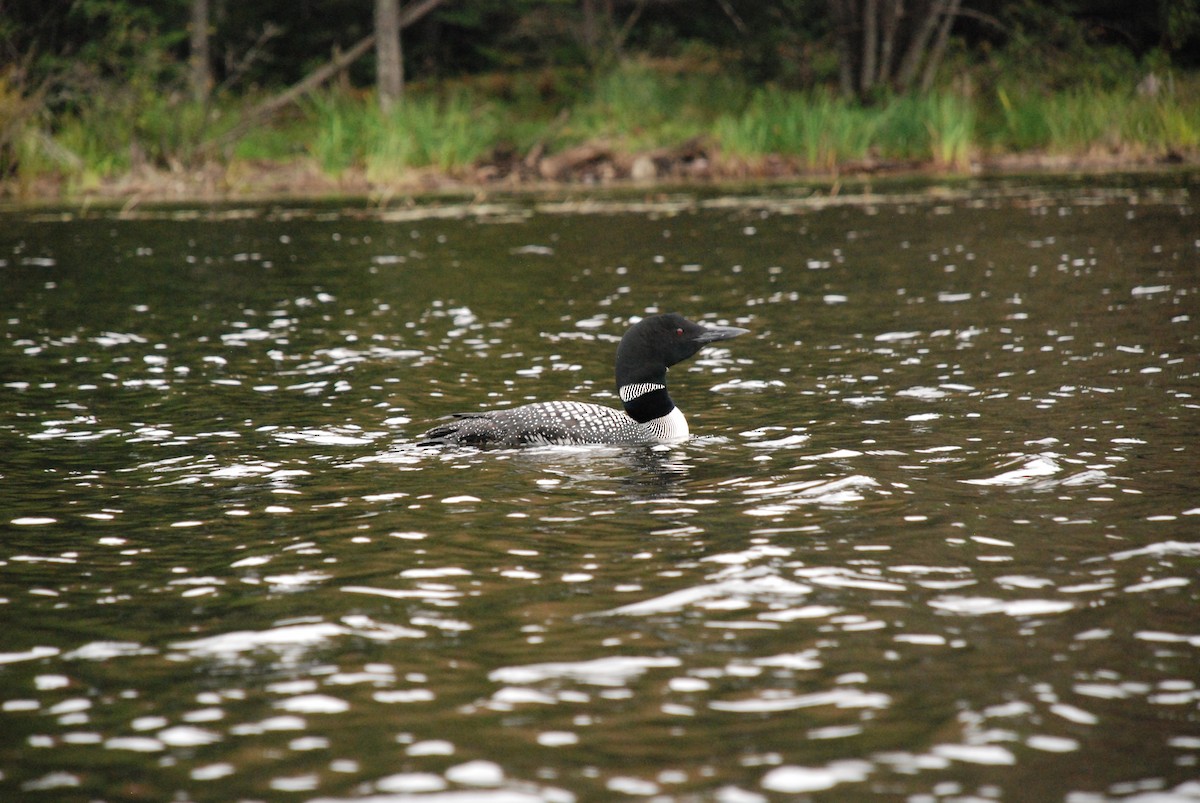 Common Loon - ML590469211