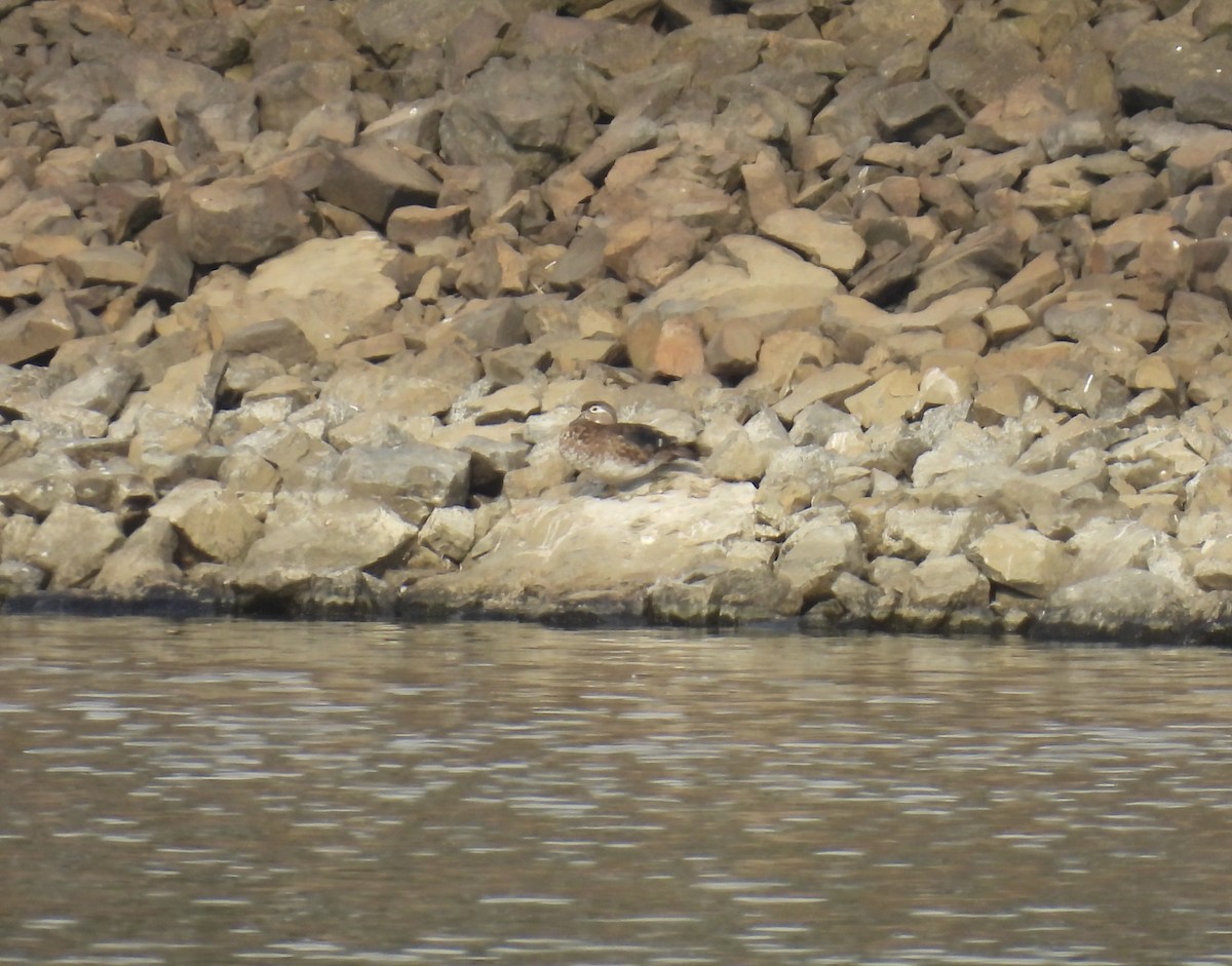 Wood Duck - ML590469331