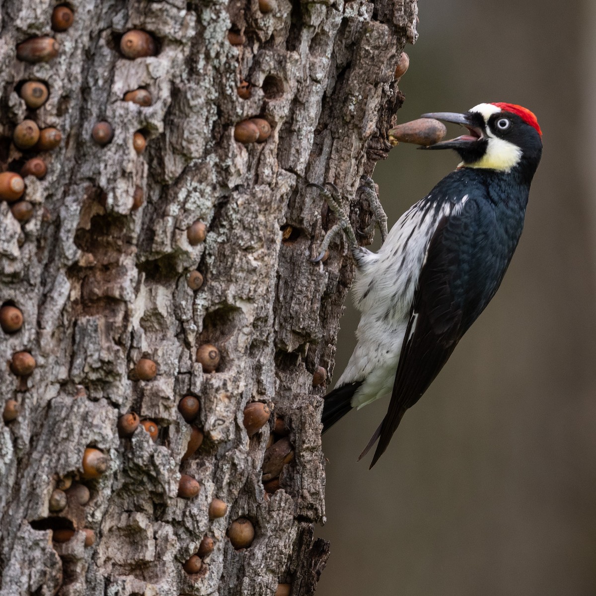 Acorn Woodpecker - ML590469361