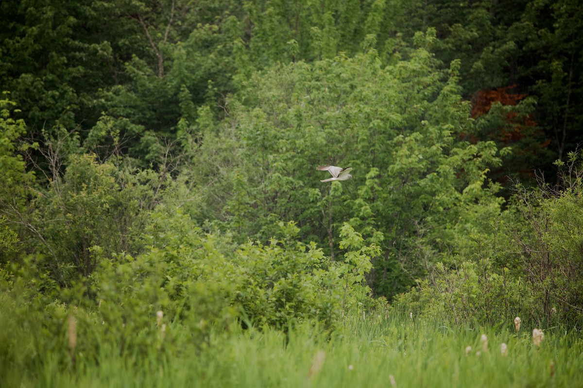 Northern Harrier - ML590469631