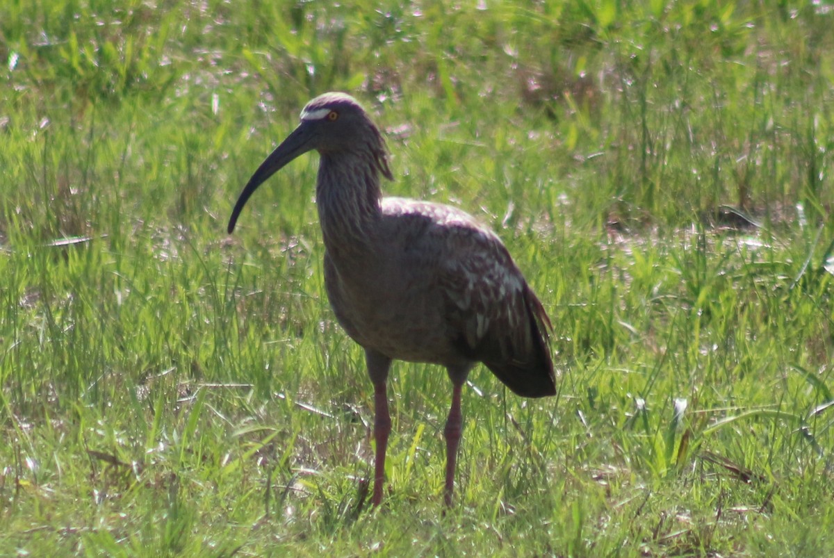 Plumbeous Ibis - ML590469851