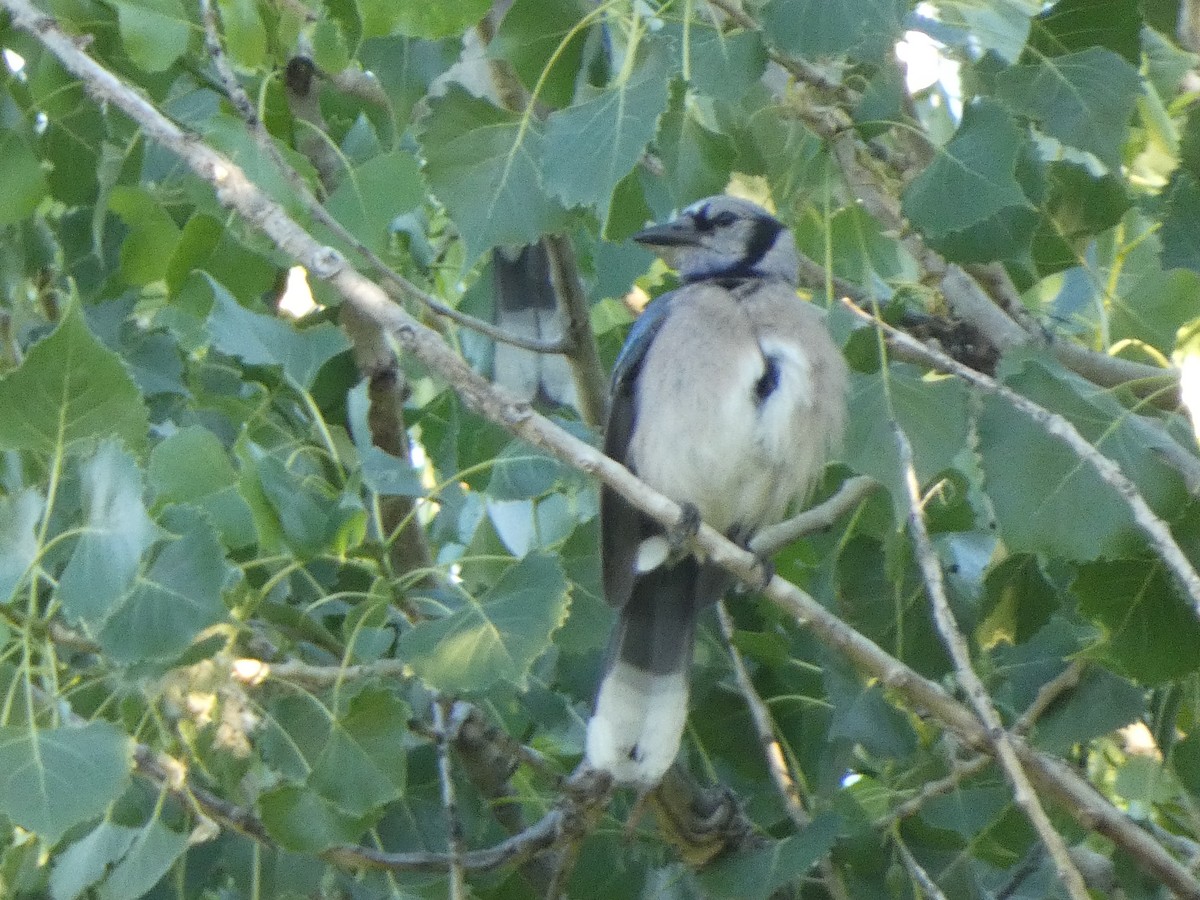 Blue Jay - ML590469861