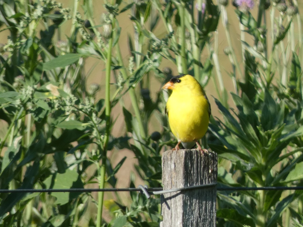 American Goldfinch - ML590470111