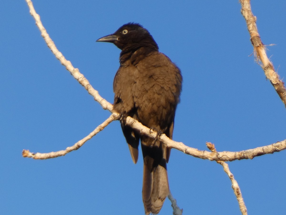 Common Grackle - ML590470301