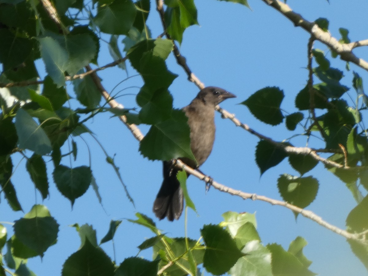 Common Grackle - ML590470401