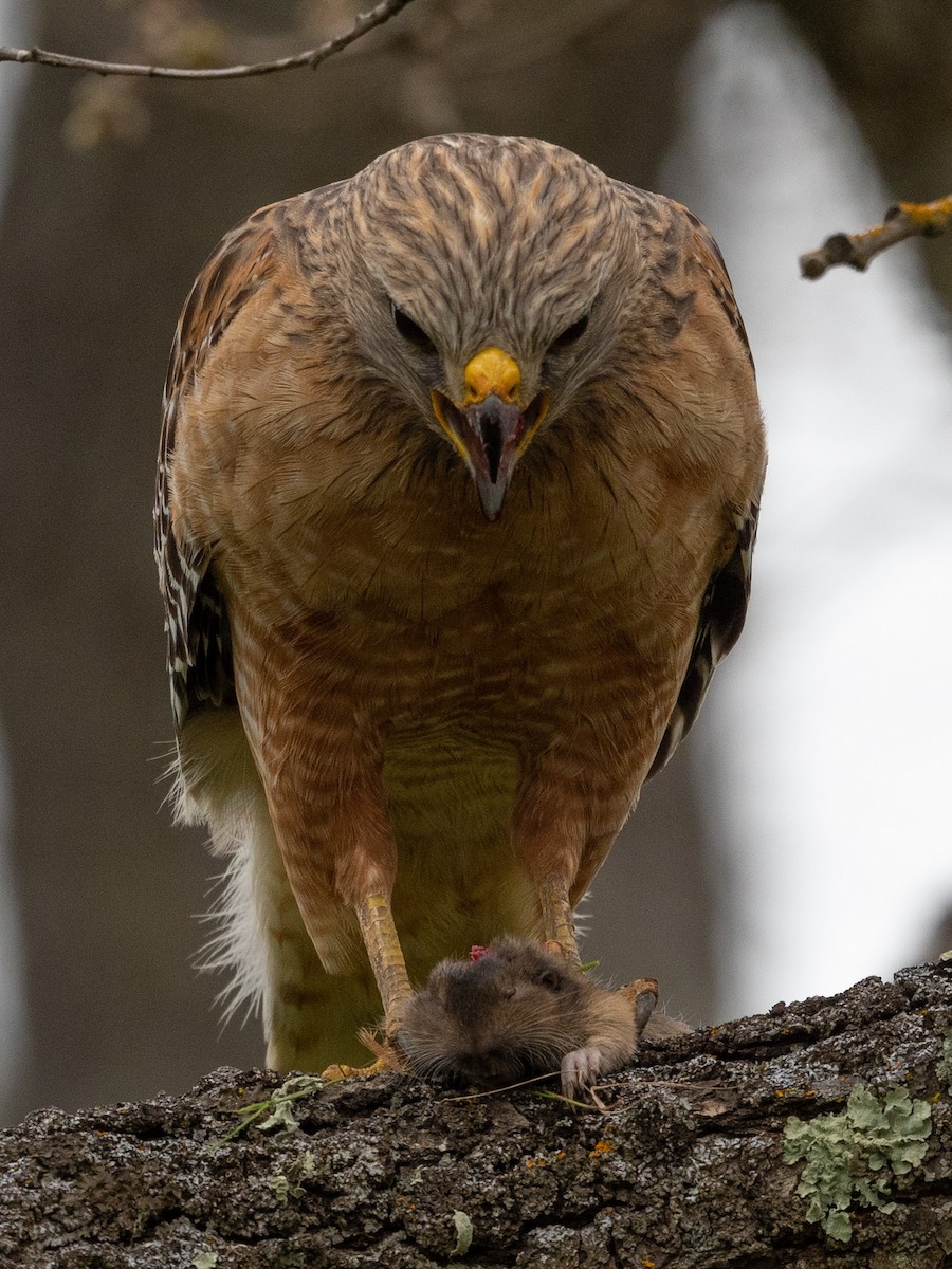 Red-shouldered Hawk - ML590471311
