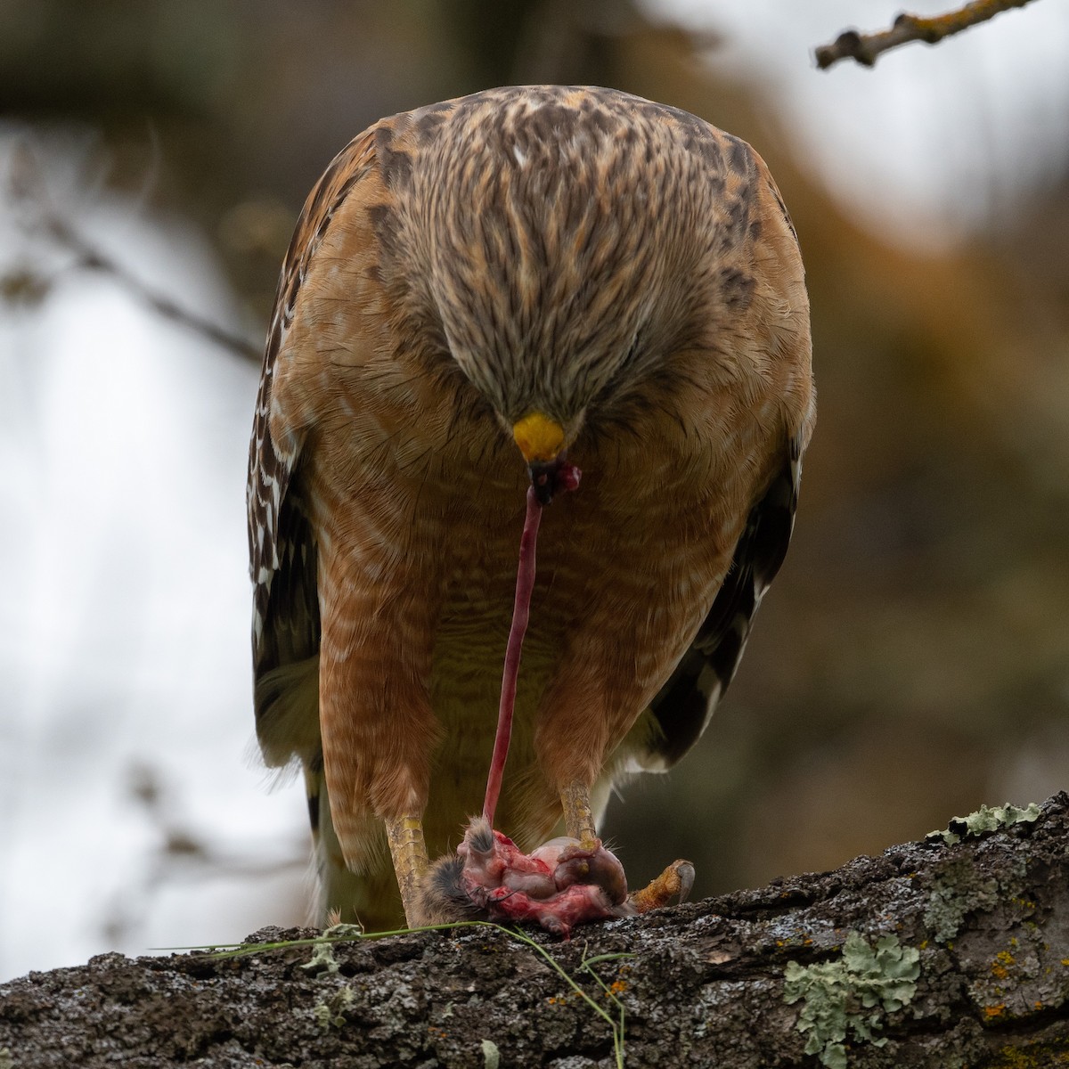 Red-shouldered Hawk - ML590471331
