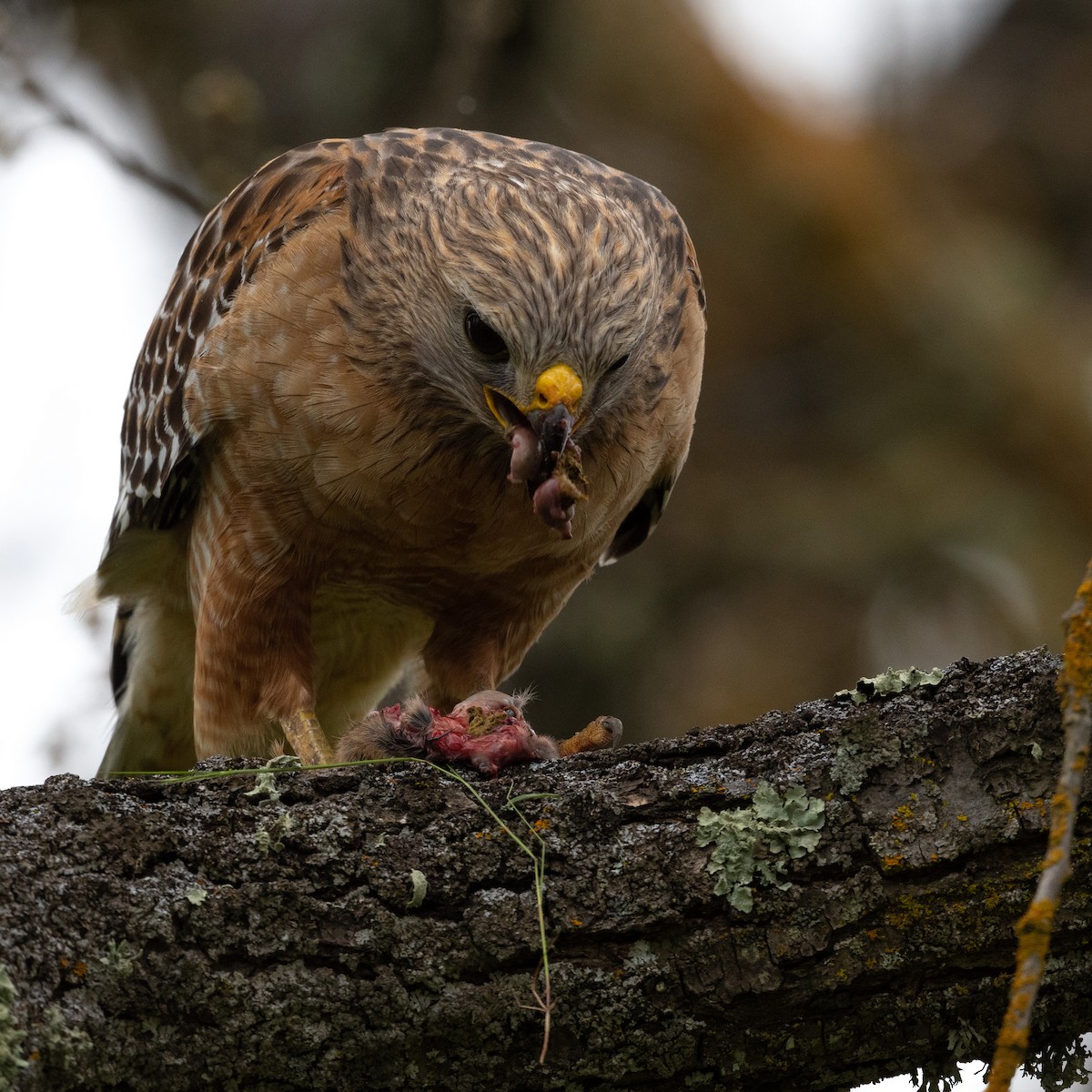 Red-shouldered Hawk - ML590471341
