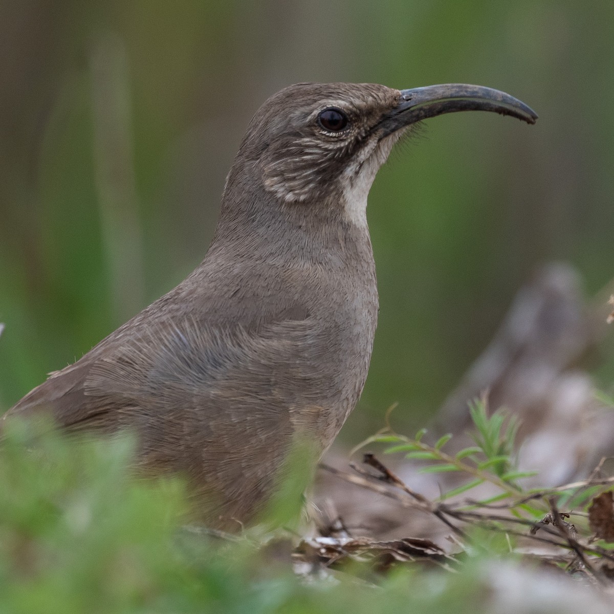 California Thrasher - ML590472231