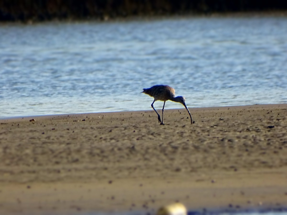 Eurasian Curlew - ML59047231