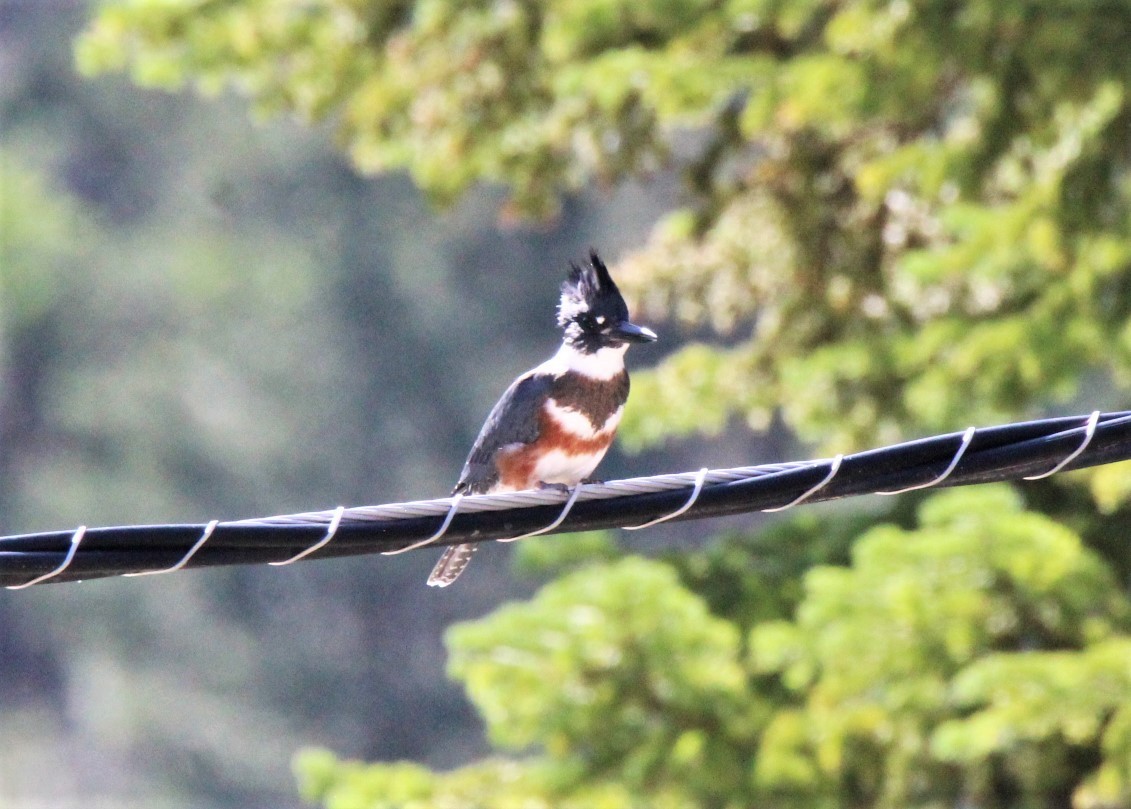 Belted Kingfisher - ML590472351