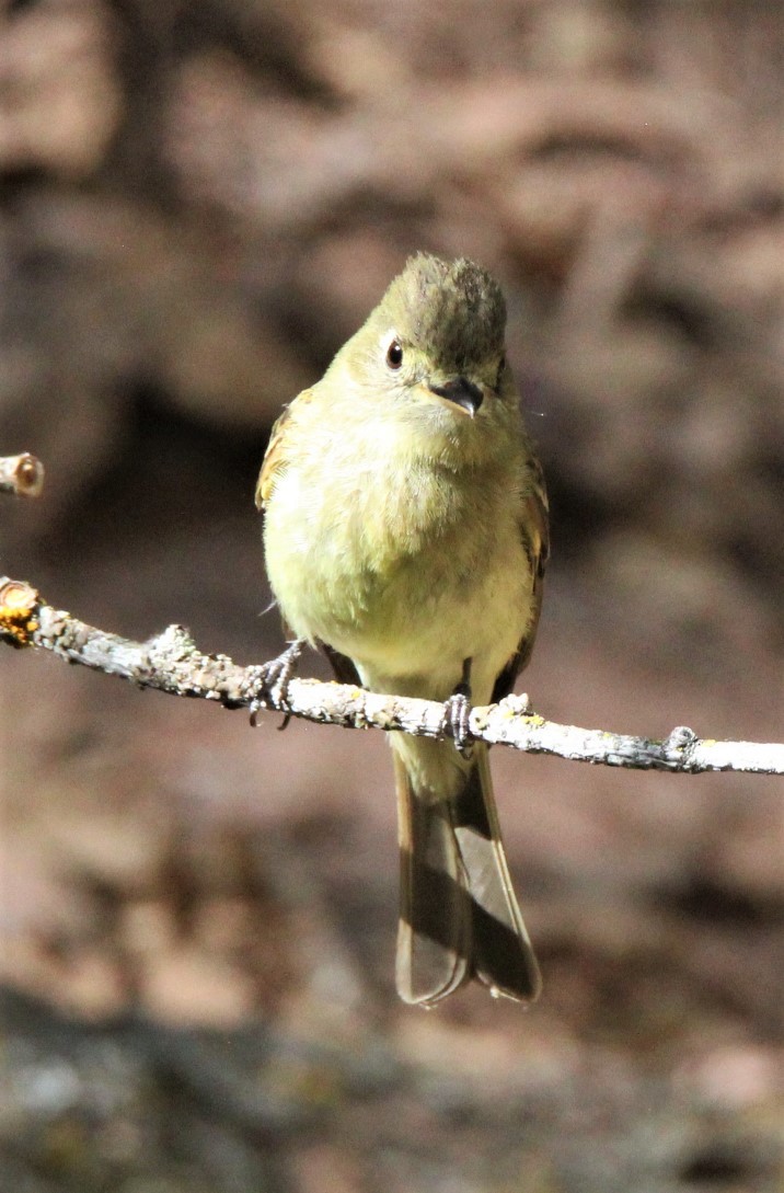 Western Flycatcher (Cordilleran) - Jedediah Smith