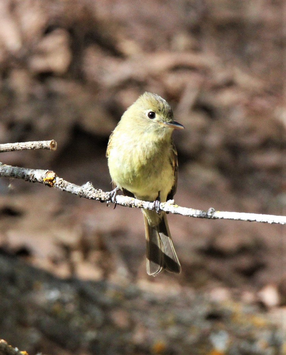 Western Flycatcher (Cordilleran) - Jedediah Smith